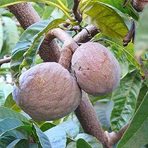 Annona reticulata